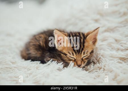 Joli marbre chaton bengale âgé d'un mois dormant sur la couverture de fourrure blanche. Banque D'Images