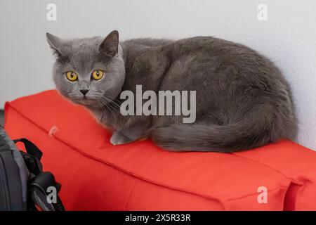 Un chat gris aux yeux jaunes regarde la caméra. La fourrure du chat est longue et moelleuse, lui donnant une apparence douce et câlin. Concept de curiosité et p Banque D'Images