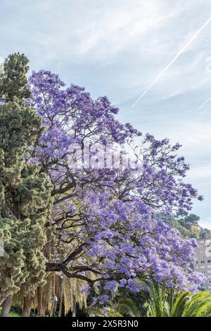 Un bel arbre Jacaranda en fleurs près de l'Alcazaba à Malaga, Espagne Banque D'Images