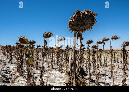 Plantation sèche de tournesols due à la sécheresse, Utrera, Andalousie, Espagne Banque D'Images