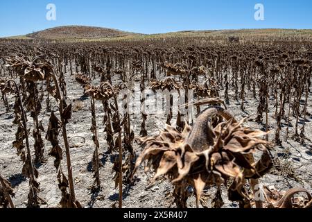 Plantation sèche de tournesols due à la sécheresse, Utrera, Andalousie, Espagne Banque D'Images