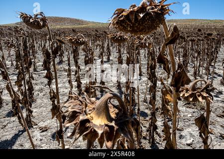 Plantation sèche de tournesols due à la sécheresse, Utrera, Andalousie, Espagne Banque D'Images