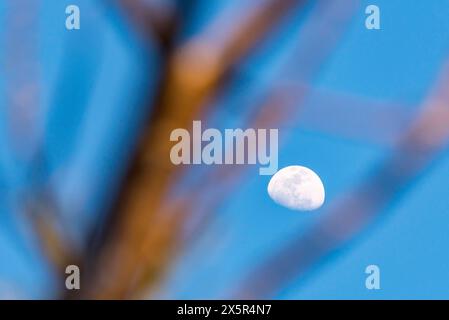 Regardant à travers des branches d'arbre floues à une demi-lune blanche contre un ciel bleu clair en Australie en journée Banque D'Images