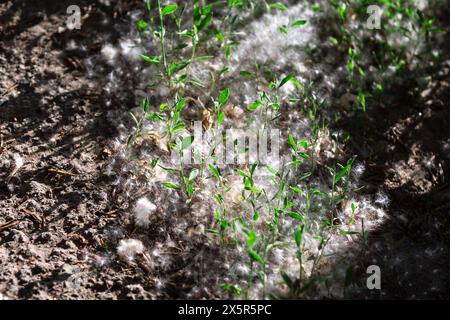 Peluche de peuplier sur le sol avec des plantes vertes Banque D'Images