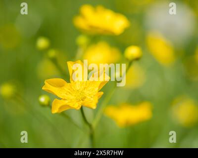 Grand buttercup (Ranunculus acris), buttercup commune, près de Irdning, Ennstal, Styrie, Autriche Banque D'Images