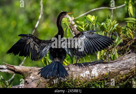 Anhinga (Anhinga anhinga) aux ailes déployées, assis sur une branche et séchant ses plumes, Parc National de Tortuguero, Costa Rica Banque D'Images