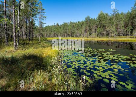 Lac forestier avec nénuphars, parc national d'Isojaervi, Finlande Banque D'Images