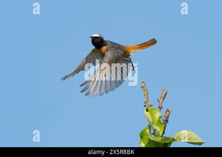 Un rouge (Phoenicurus phoenicurus), mâle, avec des ailes déployées volant haut au-dessus des feuilles, Hesse, Allemagne Banque D'Images