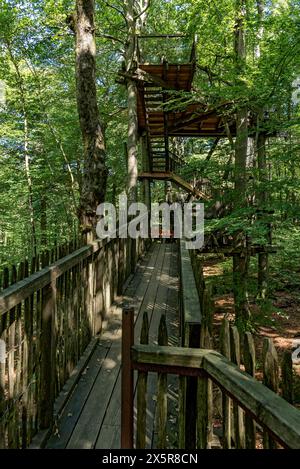 Sentier au sommet des arbres, passerelle en bois et escaliers menant à la plate-forme d'observation entre hêtres, forêt de hêtres, sommet Hoherodskopf, volcan tertiaire, Schotten Banque D'Images