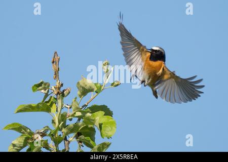 Phoenicurus phoenicurus (Phoenicurus phoenicurus), mâle, avec des ailes déployées s'approchant de la branche d'un pommier, ciel bleu, Hesse, Allemagne Banque D'Images