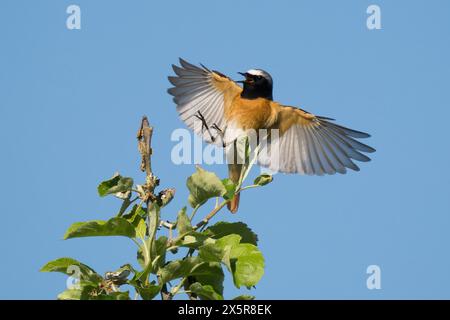 Phoenicurus phoenicurus (Phoenicurus phoenicurus), mâle, avec des ailes déployées s'approchant de la branche d'un pommier, ciel bleu, Hesse, Allemagne Banque D'Images