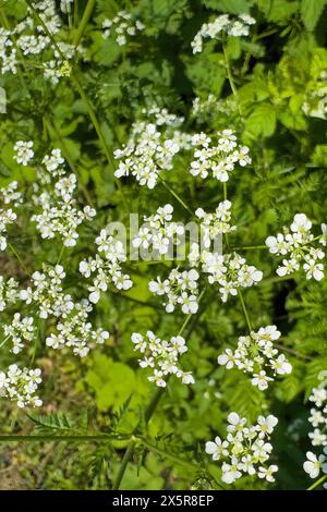 Petites fleurs blanches de verruelle commune (Achillea millefolium), Allemagne Banque D'Images