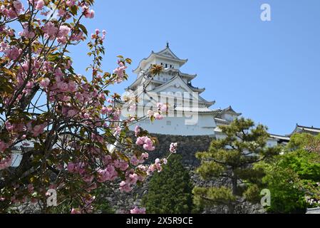 Himeji, Hyogo, Japon - 19 avril 2024 : sakura fleurit près du château de Himeji dans un après-midi ensoleillé sous le ciel bleu Banque D'Images