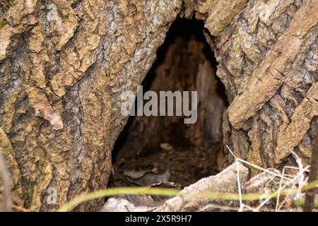 Un gros plan d'un tronc d'arbre avec un morceau de bois qui a le mot bois dessus. Photo de haute qualité Banque D'Images