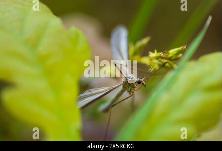 Grand cranefly, tipula maxima insecte assis sur la feuille. Fond d'animal macro Banque D'Images