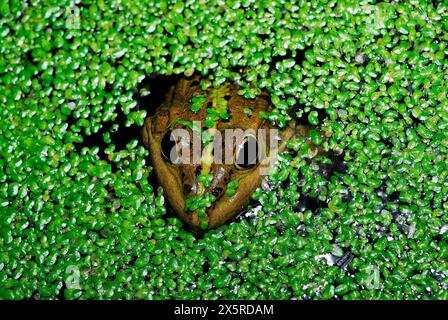 Grenouille commune (Pelophylax perezi) dans un étang de Mouruas, Ourense, Espagne Banque D'Images