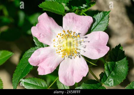 Vue de dessus de Rosa corymbifera, le chien fourré rose fleuri au printemps Banque D'Images