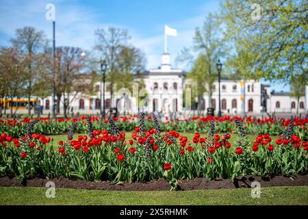 Tulipes et Fritillaria persica fleurissent dans Carl Johans Park début mai 2024 à Norrkoping, Suède. Banque D'Images