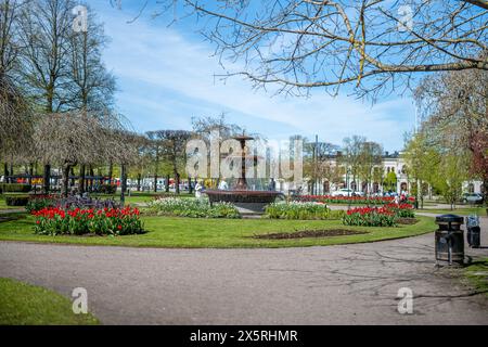 Tulipes et Fritillaria persica fleurissent dans Carl Johans Park début mai 2024 à Norrkoping, Suède. Banque D'Images