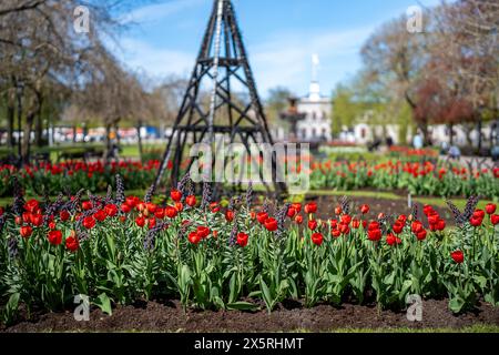 Tulipes et Fritillaria persica fleurissent dans Carl Johans Park début mai 2024 à Norrkoping, Suède. Banque D'Images