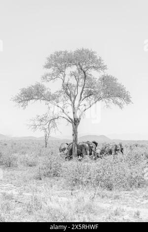 Noir et blanc, image haute clé d'un troupeau d'éléphants essayant de trouver de l'ombre sous un arbre maigre solitaire Banque D'Images