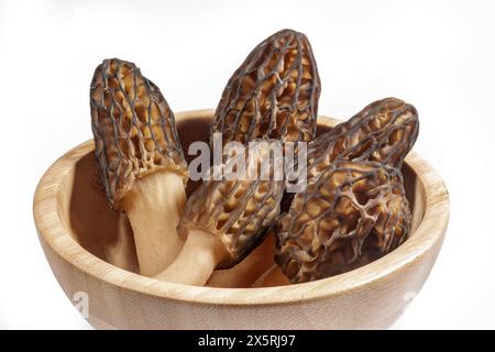 Fraîchement propres morilles cueillies dans un bol en bois fond blanc gros plan Banque D'Images