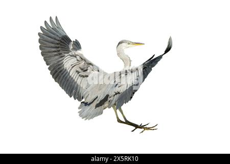 Héron gris (Ardea ginerea) vue arrière d'un oiseau sur le point d'atterrir avec les pieds en position d'atterrissage et les ailes relevées et déployées Banque D'Images