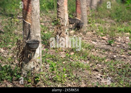 Tapant le latex dans des bols pots d'un arbre à caoutchouc en Thaïlande Banque D'Images