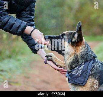 Formation des animaux, extérieur et propriétaire enseignant le respect du chien, la patience et l'obéissance ou la confiance avec collation. Personne, animal de compagnie ou berger allemand dans le parc ensemble Banque D'Images