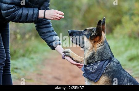 Formation des animaux, extérieur et propriétaire enseignant le respect du chien, la patience et l'obéissance ou la confiance avec collation. Personne, animal de compagnie ou berger allemand dans le parc ensemble Banque D'Images