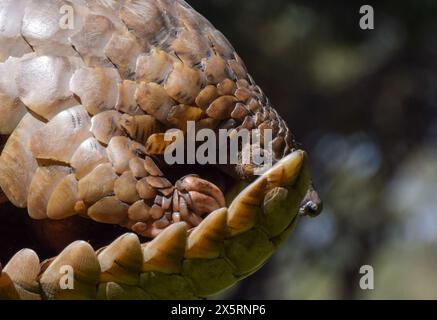 Zimbabwe, 3 mai 2024. Un pangolin du Cap, également connu sous le nom de pangolin de Temminck (latin : Smutsia temminckii), dans un sanctuaire de faune sauvage au Zimbabwe. Crédit : Vuk Valcic/Alamy Banque D'Images