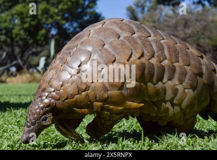 Zimbabwe, 3 mai 2024. Un pangolin du Cap, également connu sous le nom de pangolin de Temminck (latin : Smutsia temminckii), dans un sanctuaire de faune sauvage au Zimbabwe. Crédit : Vuk Valcic/Alamy Banque D'Images