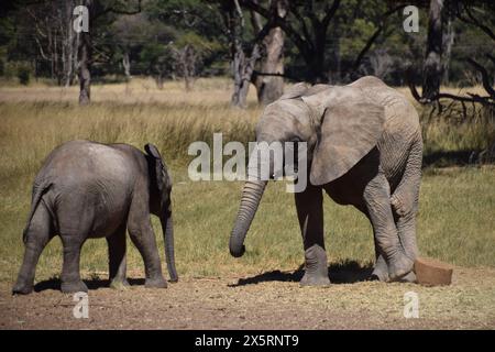 Zimbabwe. 3 mai 2024. Les bébés éléphants sauvés jouent au Zimbabwe Elephant Nursery. Membre du sanctuaire de la faune sauvage « Wild is Life », le centre sauve et réhabilite les animaux orphelins avant de les relâcher dans la nature. Crédit : Vuk Valcic / Alamy. Banque D'Images