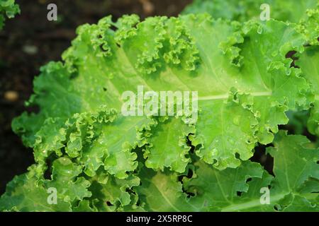 Gros plan de Young Curly kales avec des gouttelettes d'eau poussant dans une serre Banque D'Images
