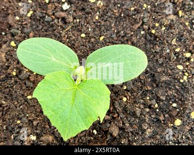 Pousses de concombre poussant à partir de graines dans un pot. Banque D'Images