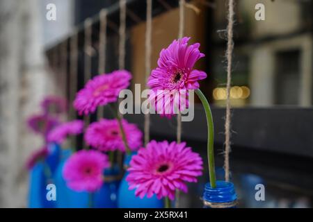 Un bouquet de fleurs violettes en temps de flors 2024. Fête des fleurs à Gérone Banque D'Images