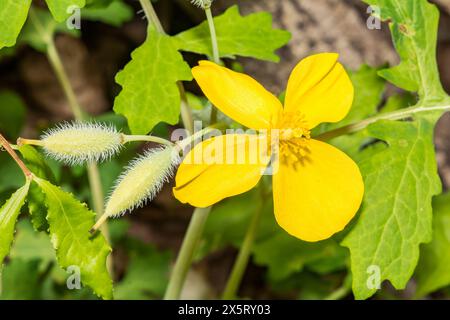 Coquelicot célandine - Stylophorum diphyllum Banque D'Images