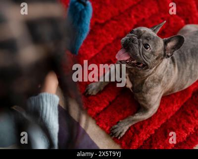 Bouledogue français allongé sur le tapis rouge et regardant la femme Banque D'Images