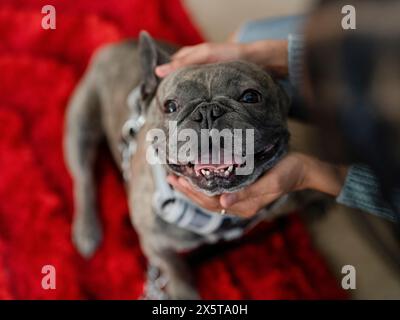 Portrait de Bouledogue français regardant la caméra Banque D'Images