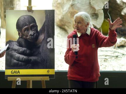 Prag, République tchèque. 11 mai 2024. Jane Goodall, primatologue mondialement connue, a baptisé le plus jeune des deux bébés gorilles du zoo de Prague de Gaia. La fille gorille est née il y a un mois de la femelle Kijivu maintenant âgée de 31 ans et du mâle Kisumu. Le zoo avait déjà célébré la naissance de Little Mobi en janvier. Crédit : Michael Heitmann/dpa/Alamy Live News Banque D'Images