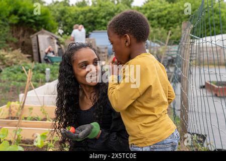 Mère et fils cueillant des baies à partir de plantes dans l'allotissement Banque D'Images