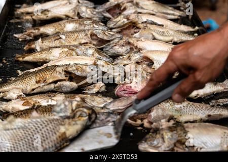 Frire le poisson entier tilapia sur le gril noir. Restauration pour un concept de fête. Banque D'Images