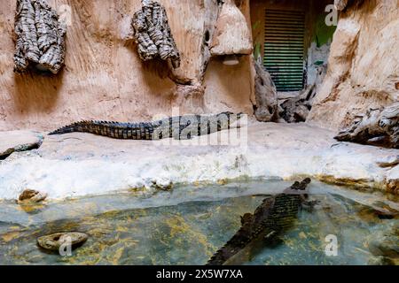 Crocodile australien d'eau douce au zoo biblique de Jérusalem en Israël. Photo de haute qualité Banque D'Images