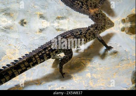 Crocodile australien d'eau douce au zoo biblique de Jérusalem en Israël. Photo de haute qualité Banque D'Images