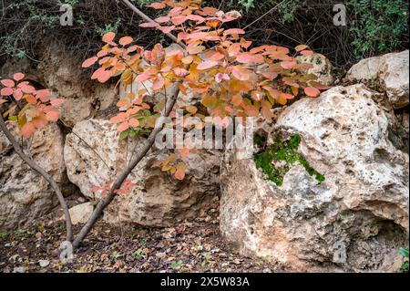 feuilles de roche sèches et mousse verte pour le fond. Photo de haute qualité Banque D'Images