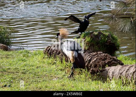 Vue rapprochée d'une grue couronnée orientale. Photo de haute qualité Banque D'Images