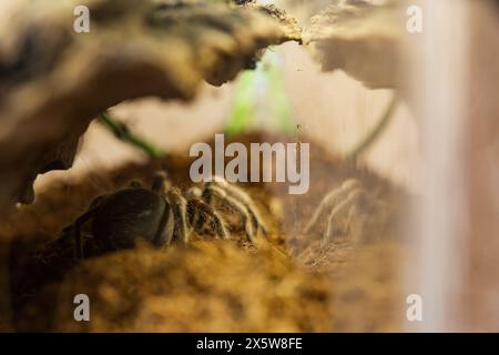 Un jeune Brachypelma Harmorri ou Brachypelma Smithi Tarantula femelle araignée dans son enceinte avant Molt. Banque D'Images