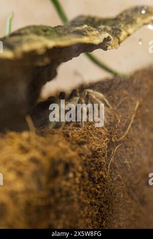 Un jeune Brachypelma Harmorri ou Brachypelma Smithi Tarantula femelle araignée dans son enceinte avant Molt. Banque D'Images