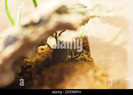 Une jeune Brachypelma Harmorri ou Brachypelma Smithi Tarantula femelle araignée couchée sur son dos se préparant à mue. Banque D'Images