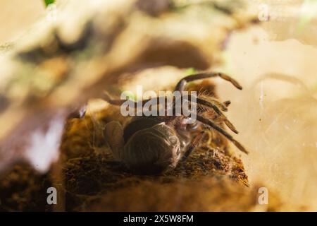 Procédé de mue d'araignée femelle de Brachypelma Harmorri ou Brachypelma Smithi Tarantula juvénile Banque D'Images